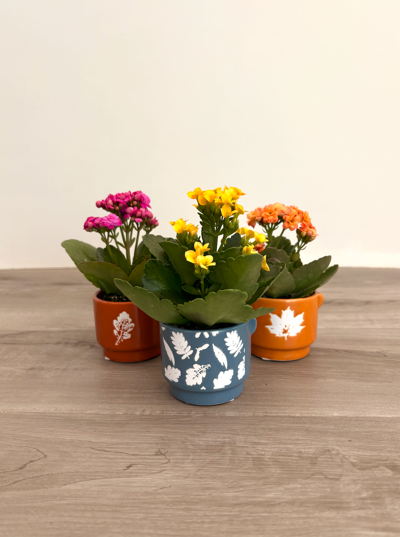 Synamore Leaf Pot w/ Plant