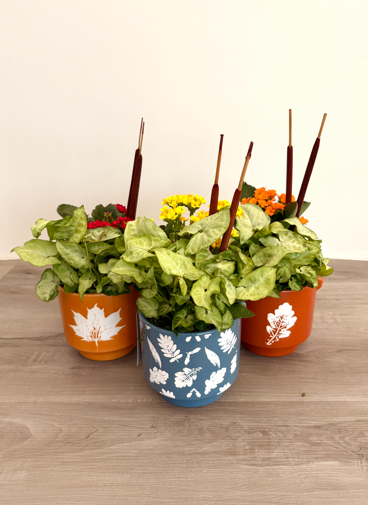 Synamore Leaf Pot w/ Plant