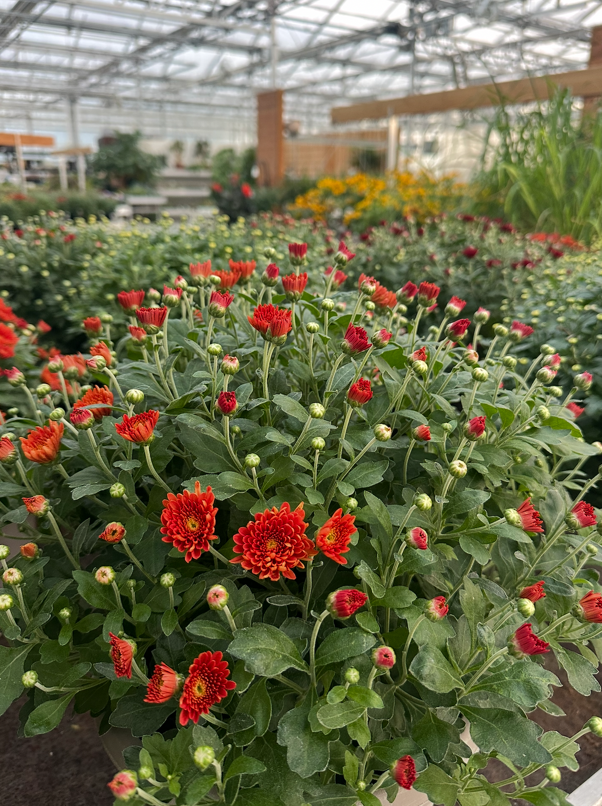 Fall Mums