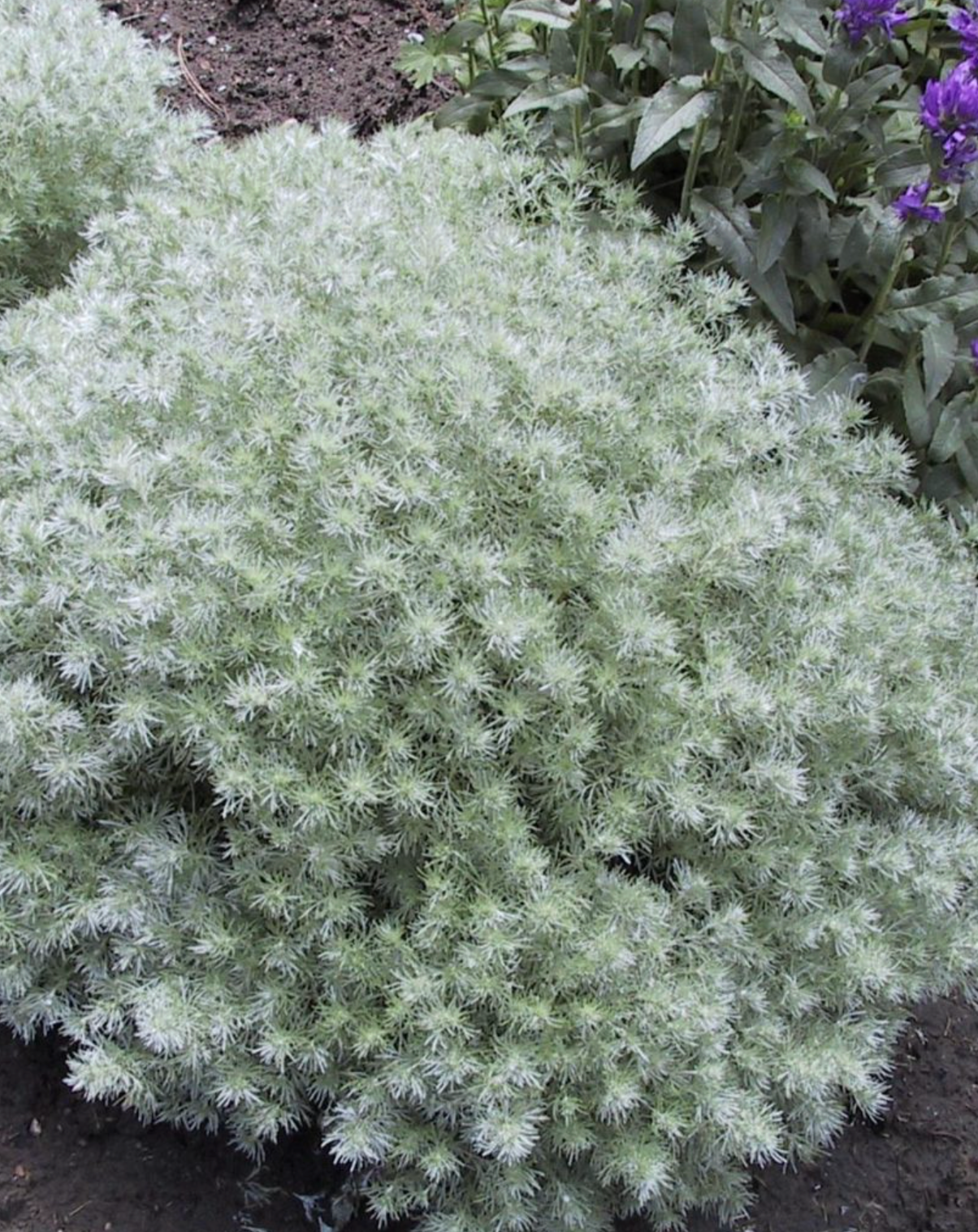 Artemisia 'Silver Mound'