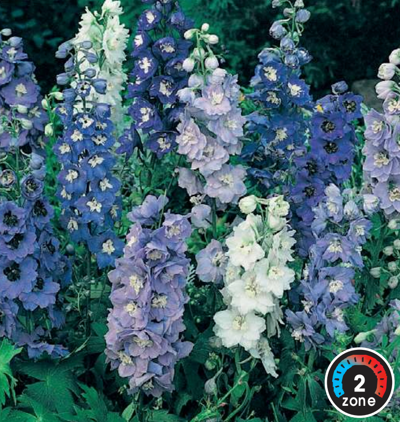 Delphinium 'Blue Fountain'