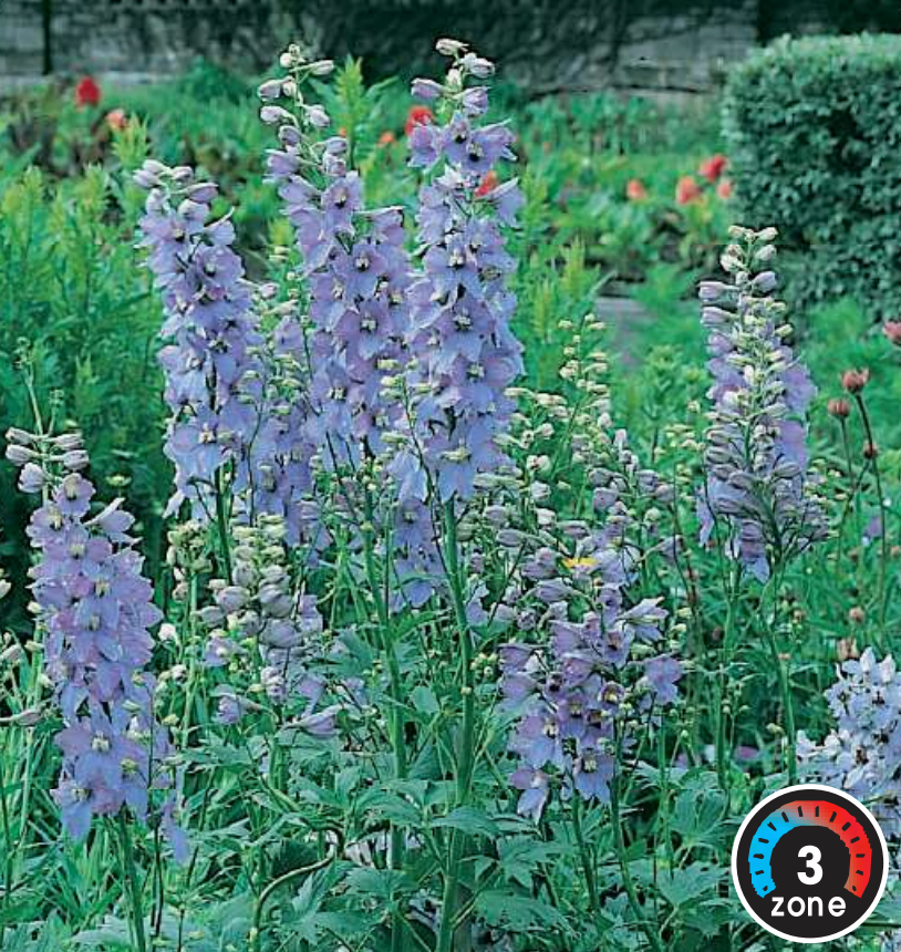 Delphinium 'Magic Fountain Lavender'