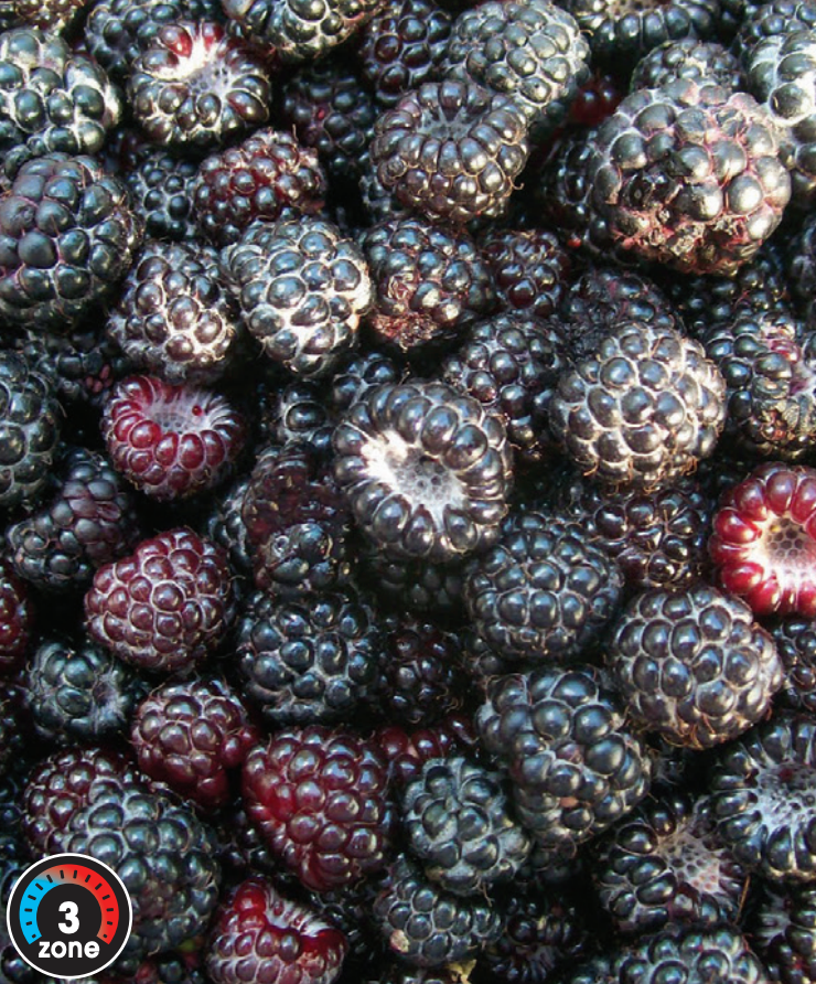 Raspberry 'Aubin Black'