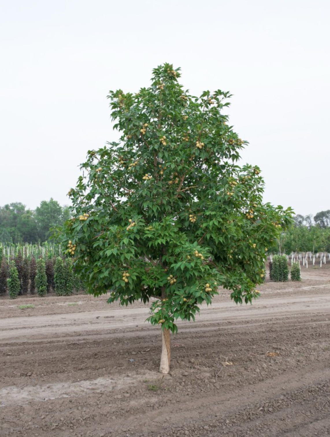 Ohio Buckeye