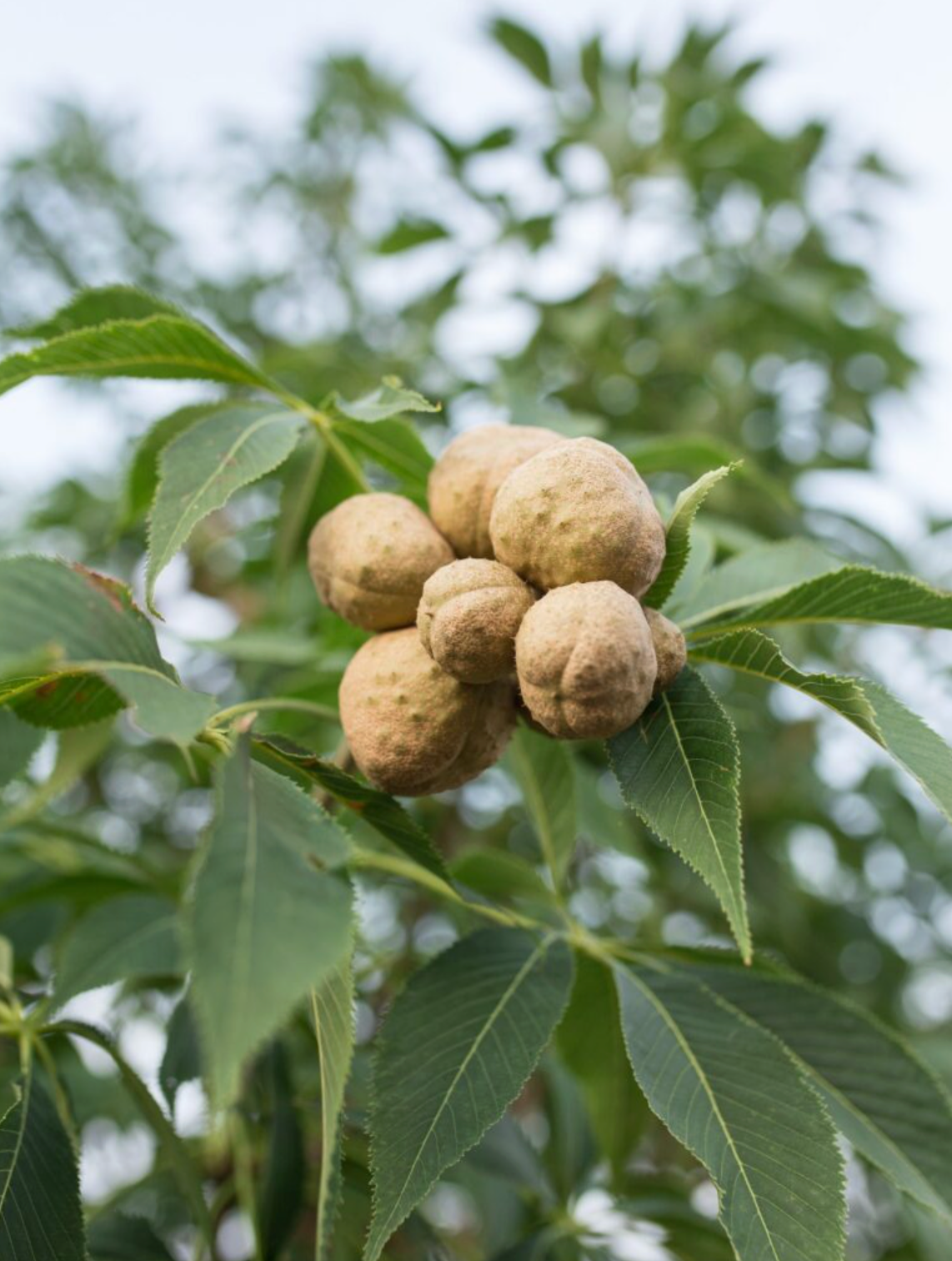 Ohio Buckeye