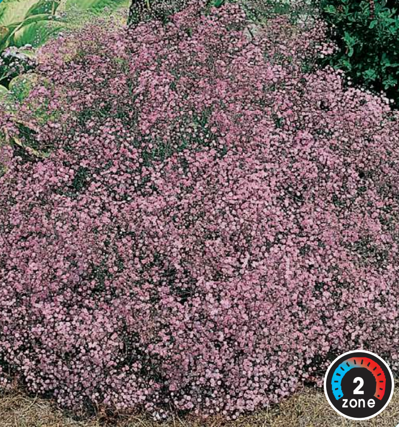 Gypsophila 'Rosy Veil'
