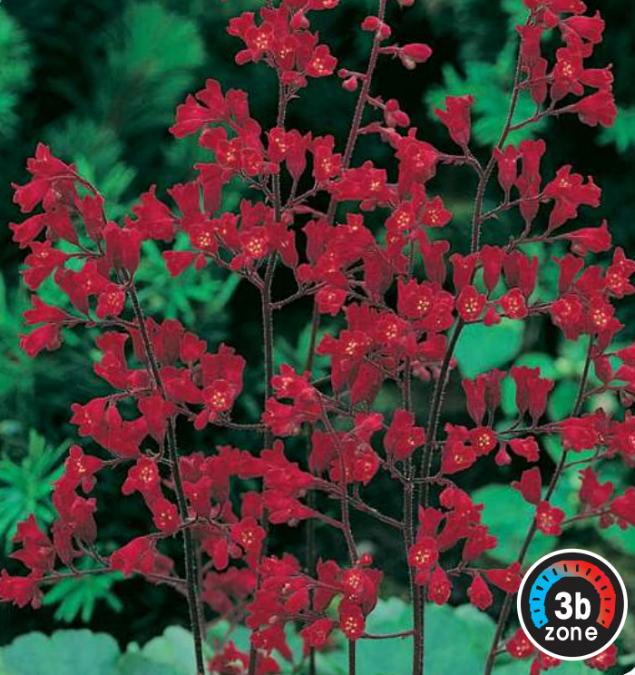 Heuchera 'Splendens'