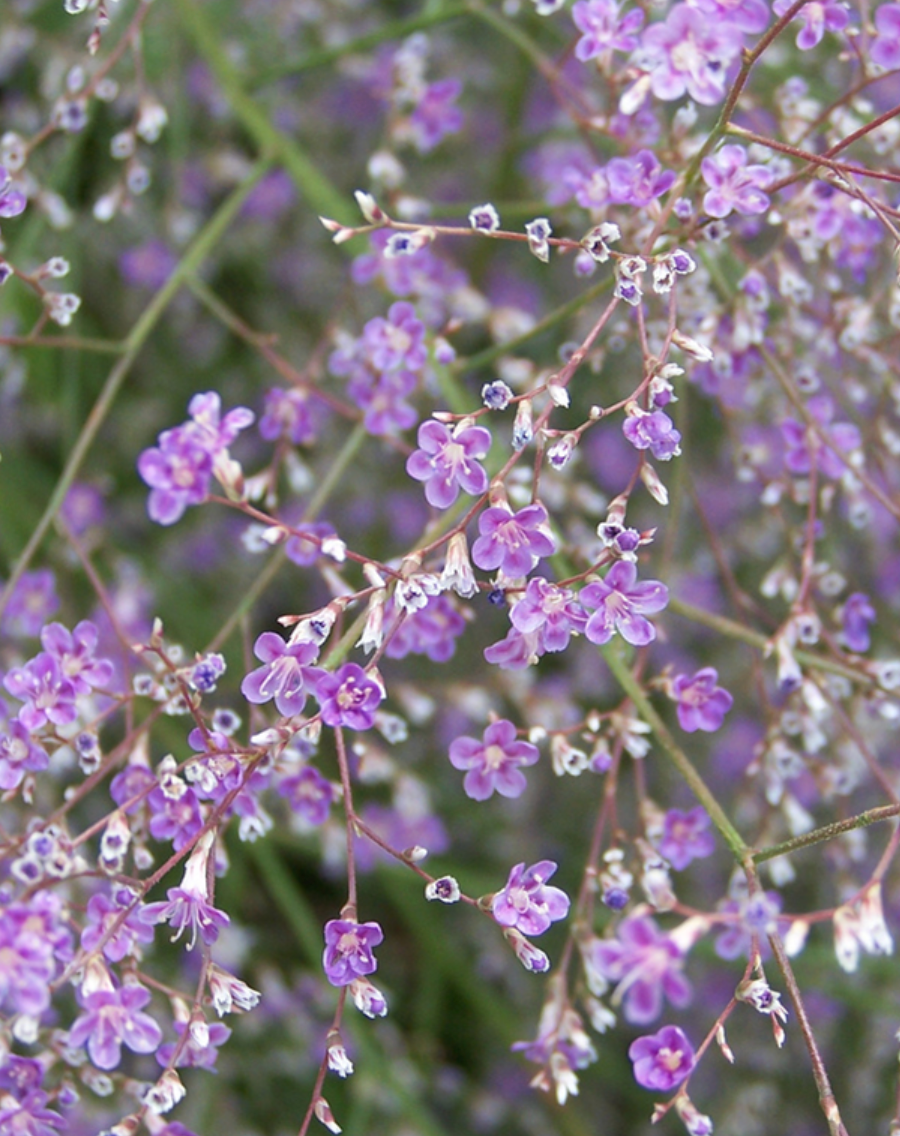 Limonium 'Sea Lavender'