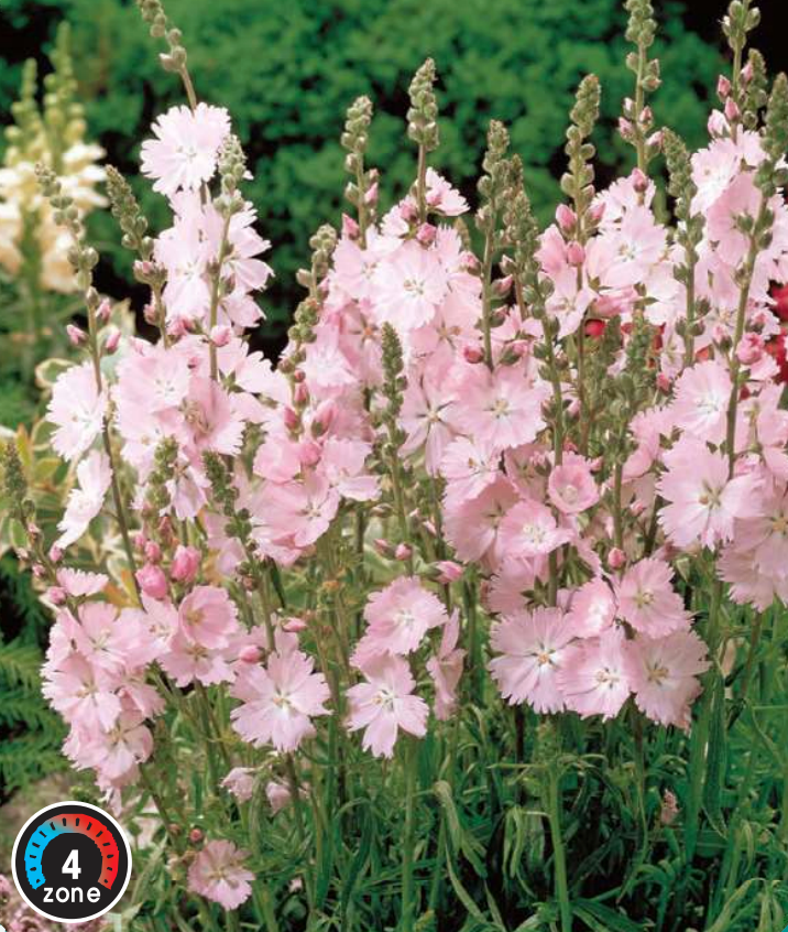 Prairie Mallow 'Starks Hybrid'