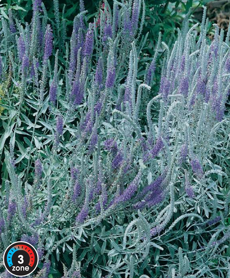 Veronica Speedwell 'Wooly'