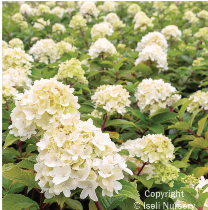 Hydrangea 'Mojito'