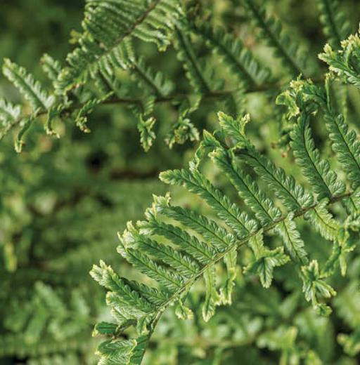 Fern 'Cristata the King'