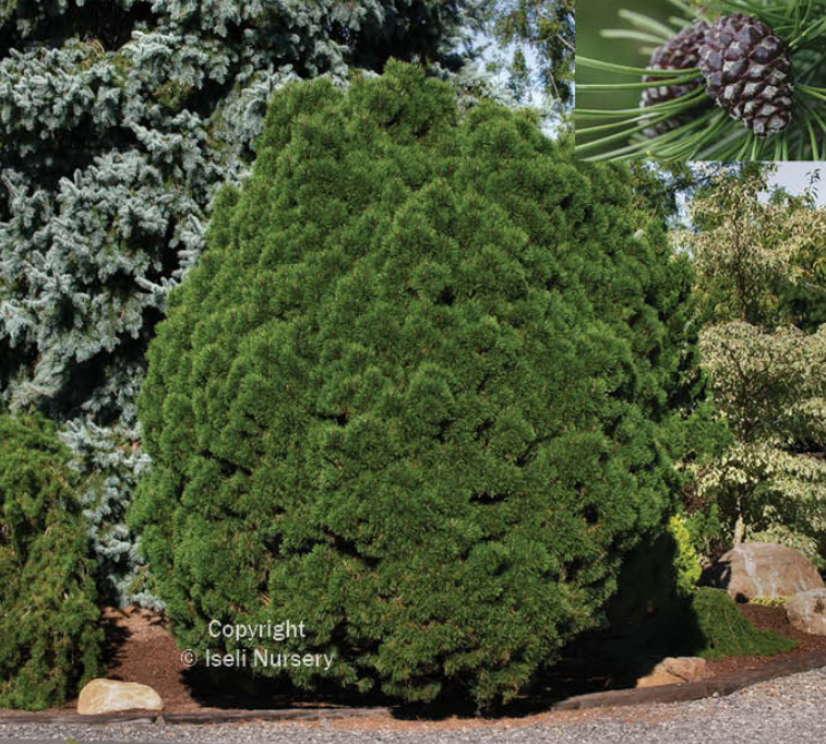 Pine 'Big Tuna'