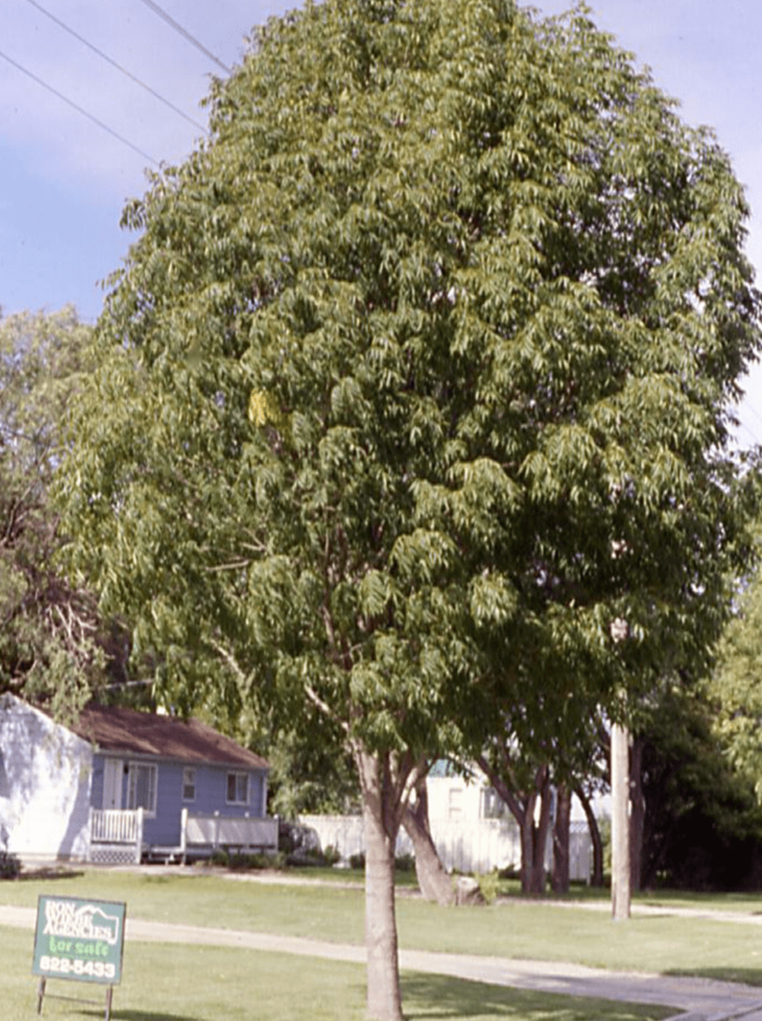 Ash Tree 'Mancana'