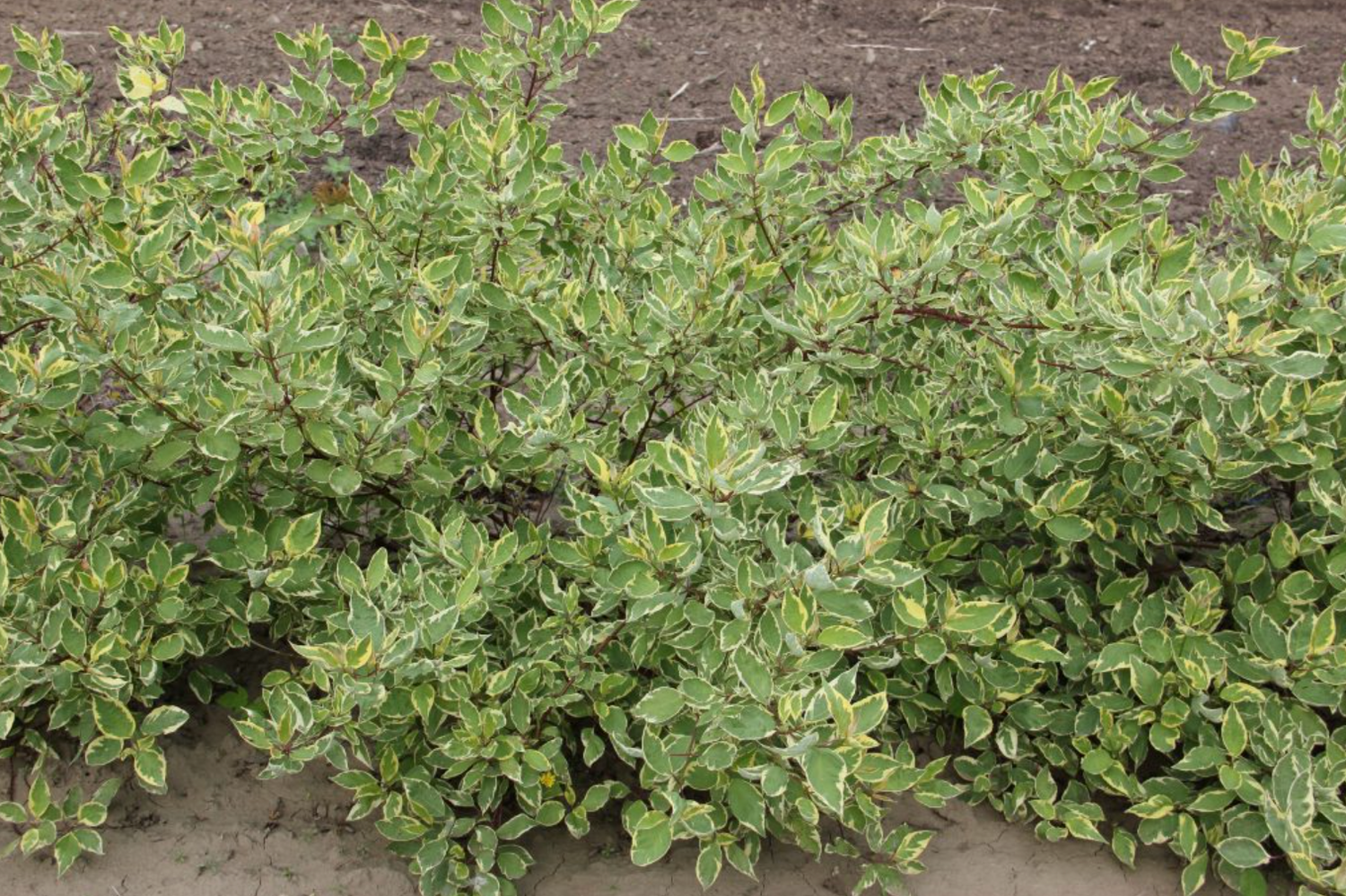 Dogwood 'Ivory Halo'