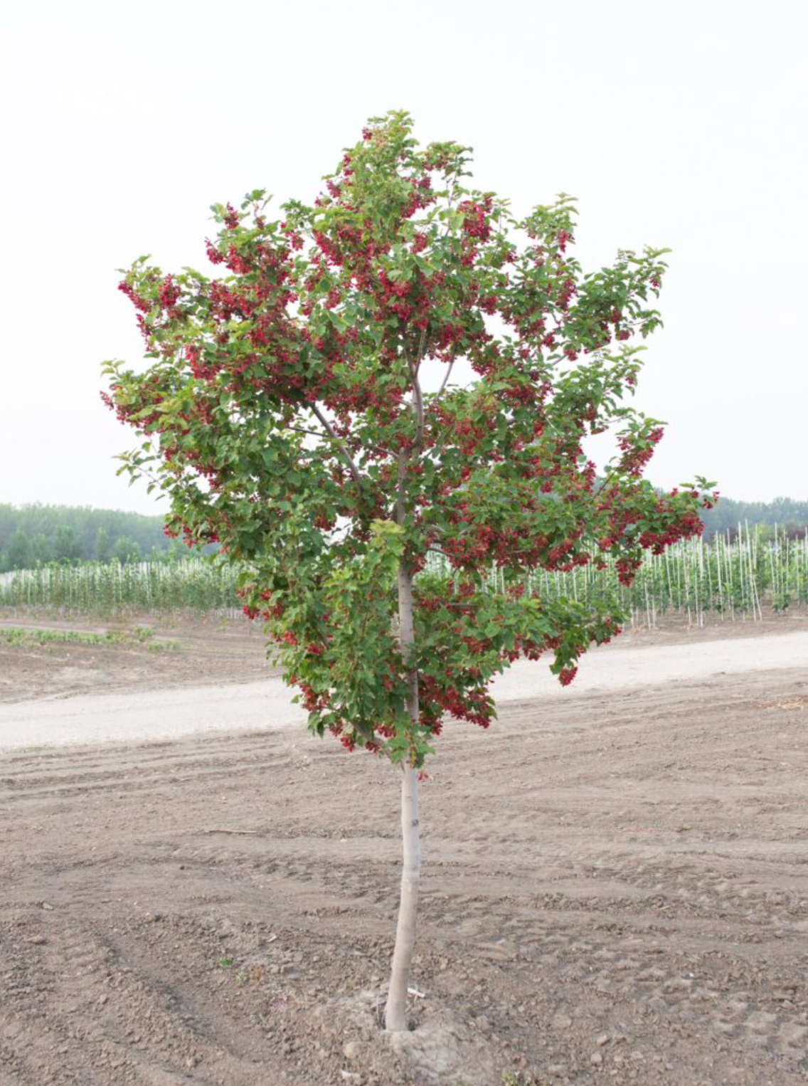 Maple 'Tartarian Hot Wings'