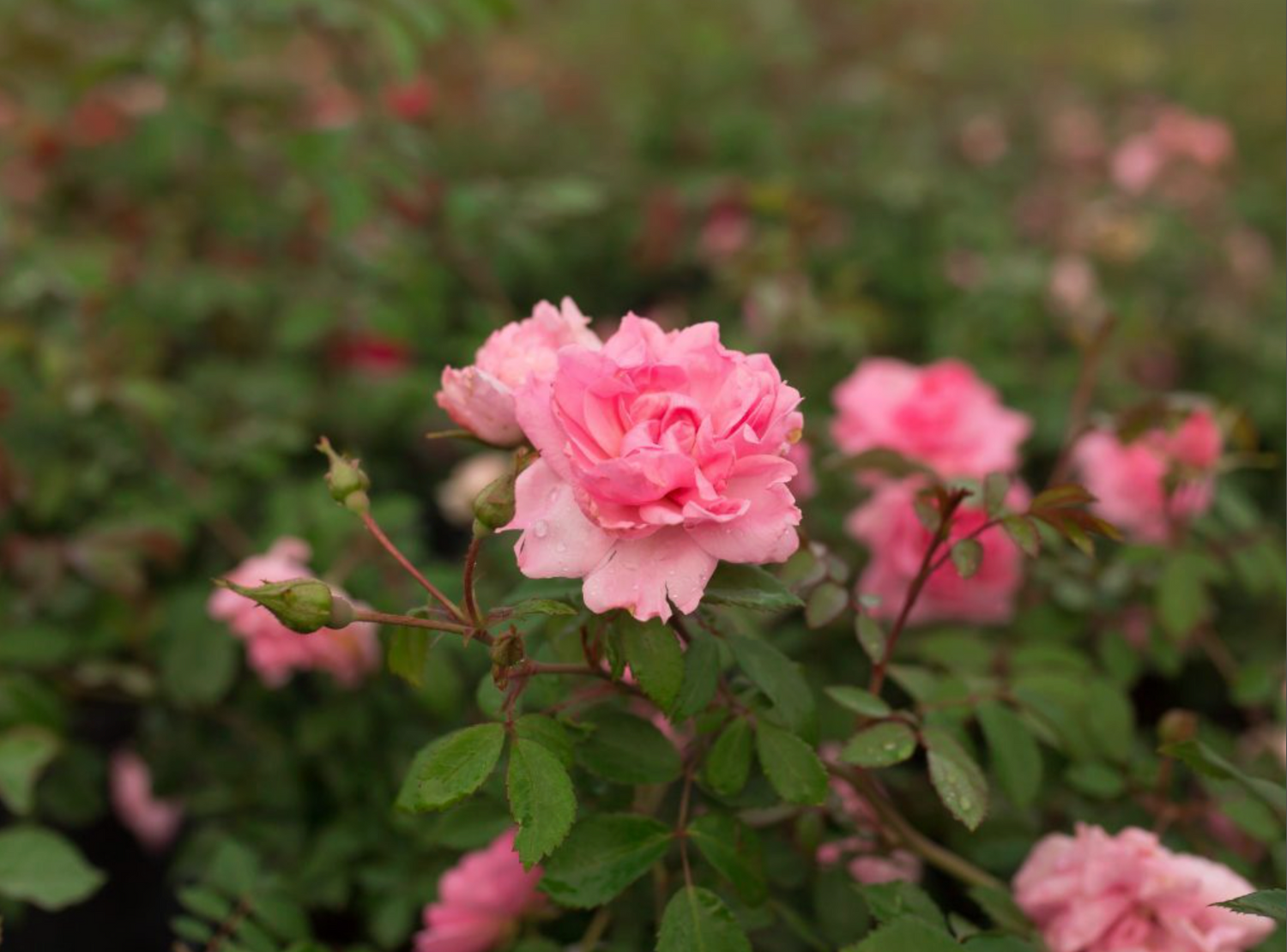 Climbing Rose 'John Davis'