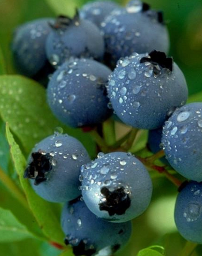 Blueberry ' Patriot Highbush'