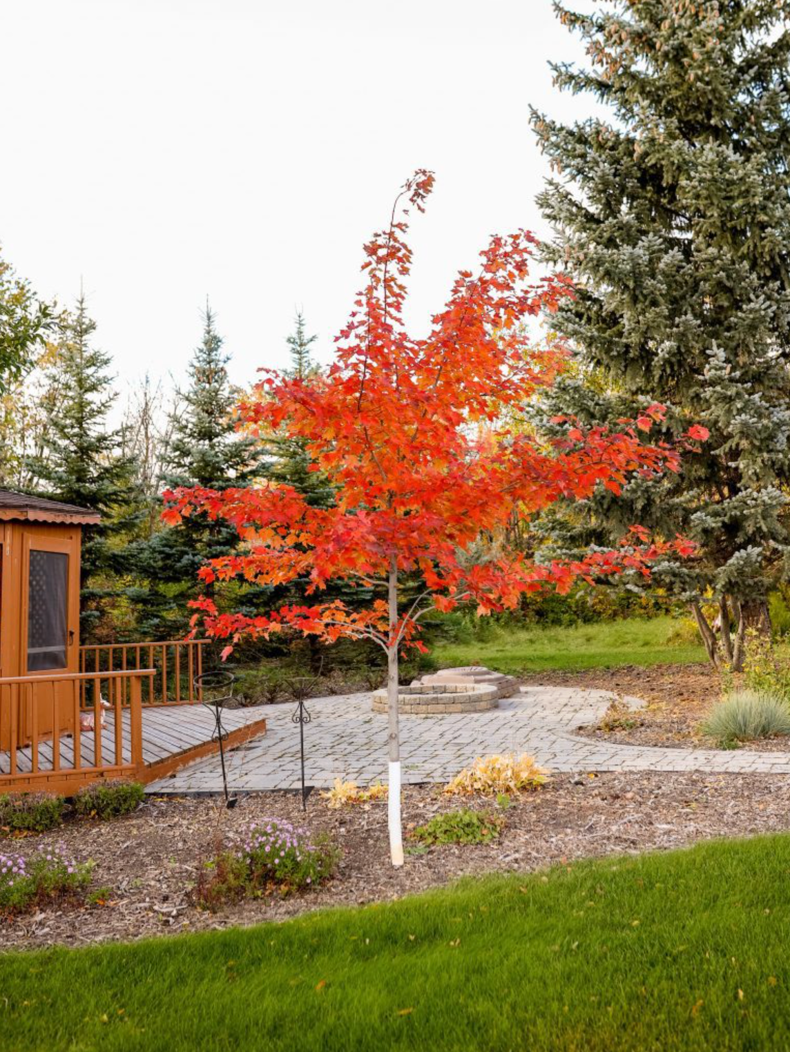 Maple 'Regal Celebration'