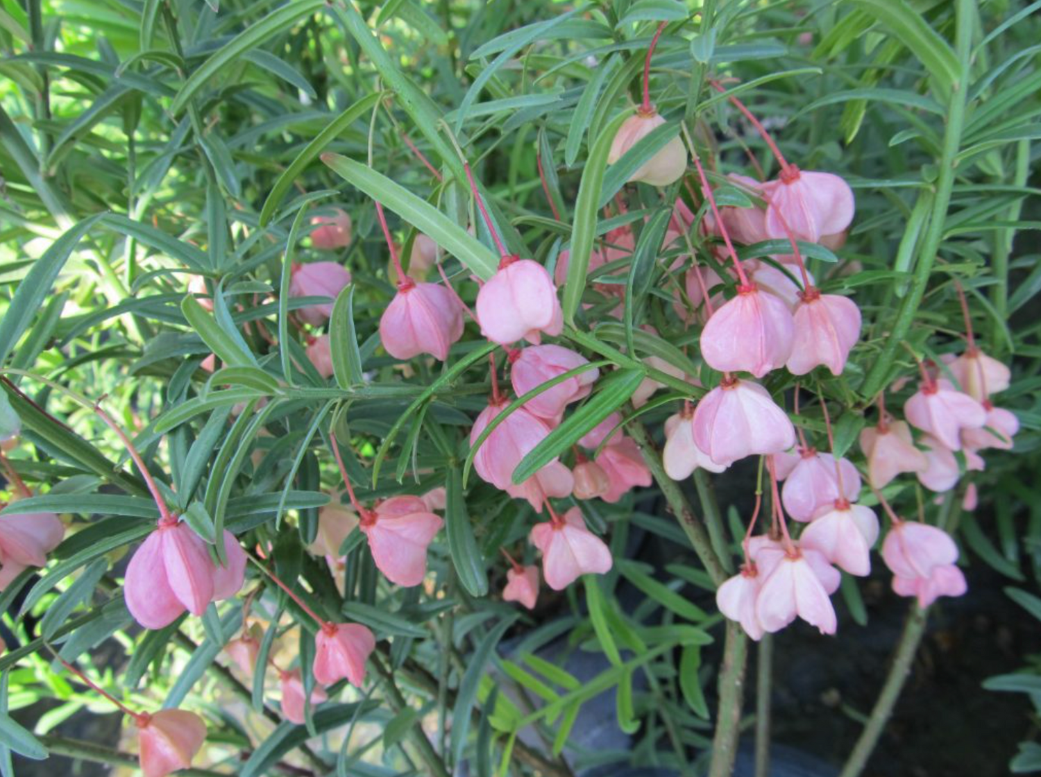 Euonymus 'Turkistanii Burning Bush'