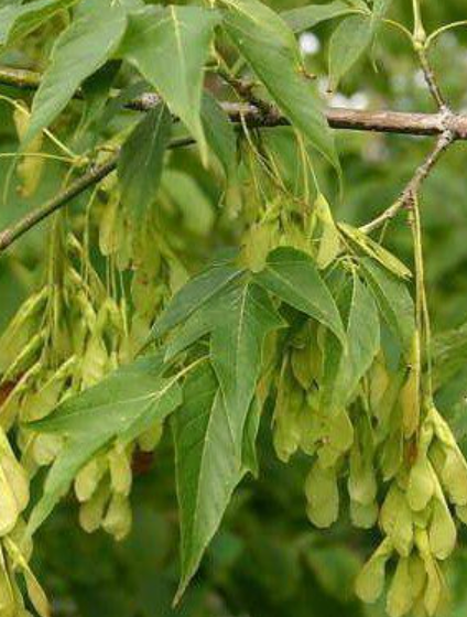 Maple 'Boxelder'