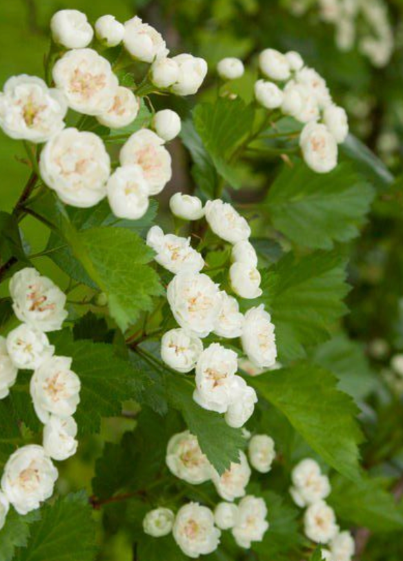 Hawthhorne 'Snowbird'