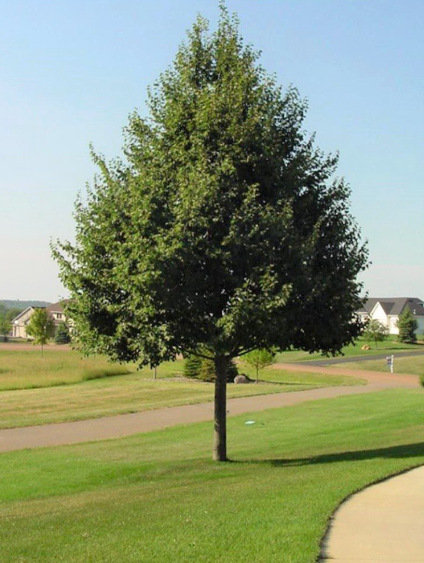 Linden 'Greenspire Little Leaf'