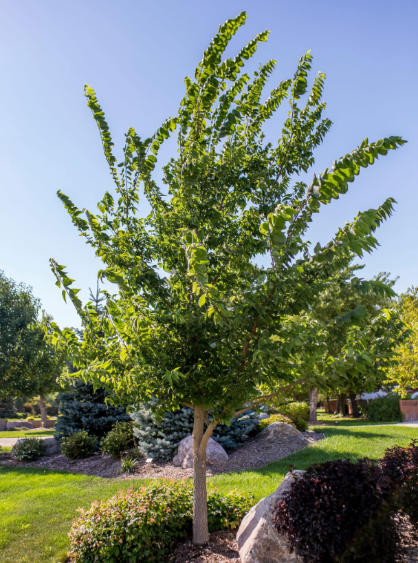Hackberry 'Delta'
