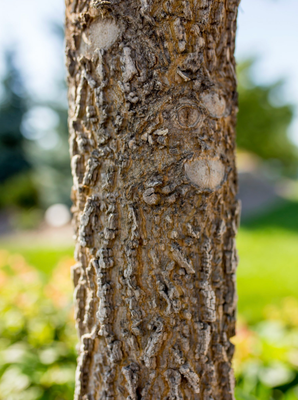 Hackberry 'Delta'