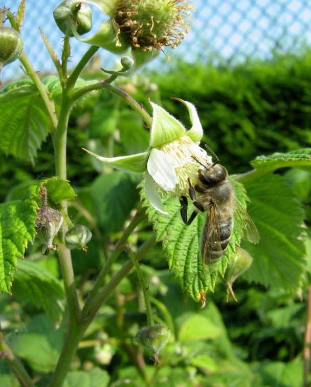 Raspberry 'Honey Queen'