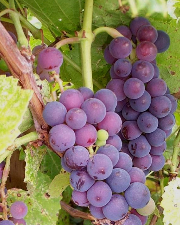 Grape 'Valiant'