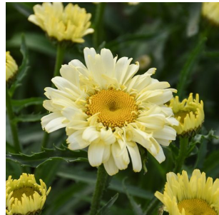 Leucanthemum Shasta Daisy 'Sweet Daisy Izabel'