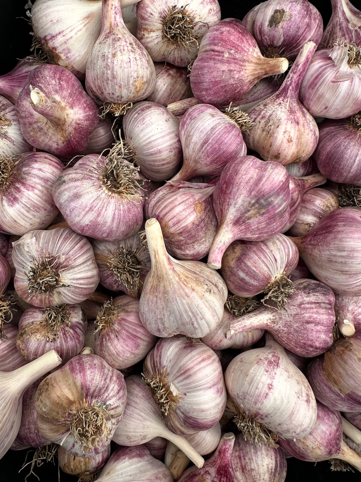 Fall Garlic Bulbs - Bulk