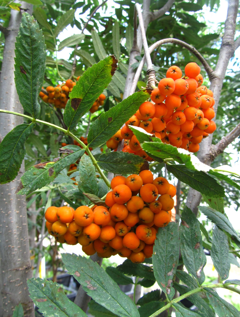 Mountain Ash 'Russian European'