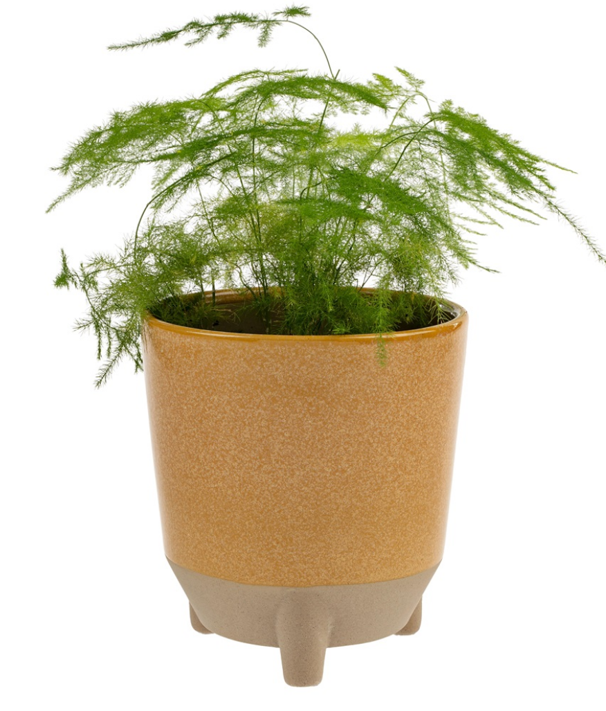 Botanist Pot