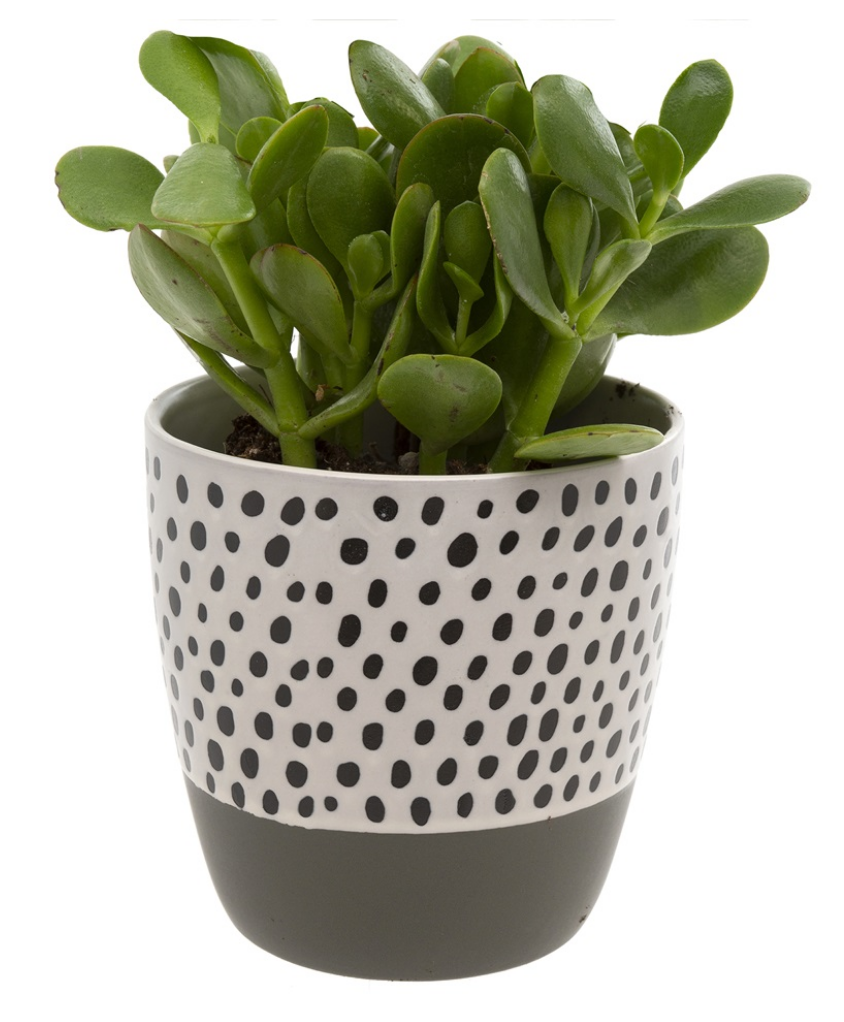 Polka Dot Pot