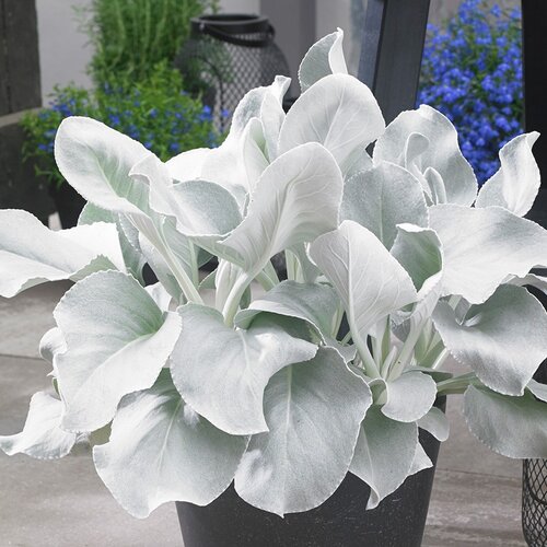 Senecio 'Angle Wings"