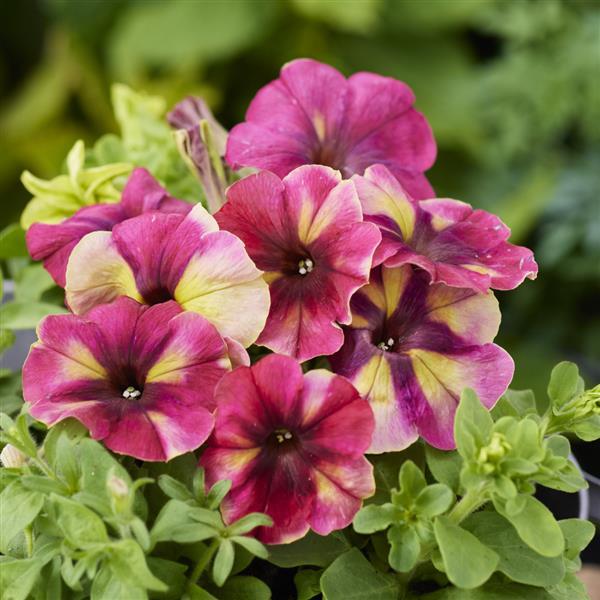 Petunia 'Shake' Series