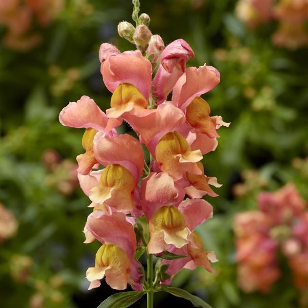 Snapdragon 'Snaptini' Series