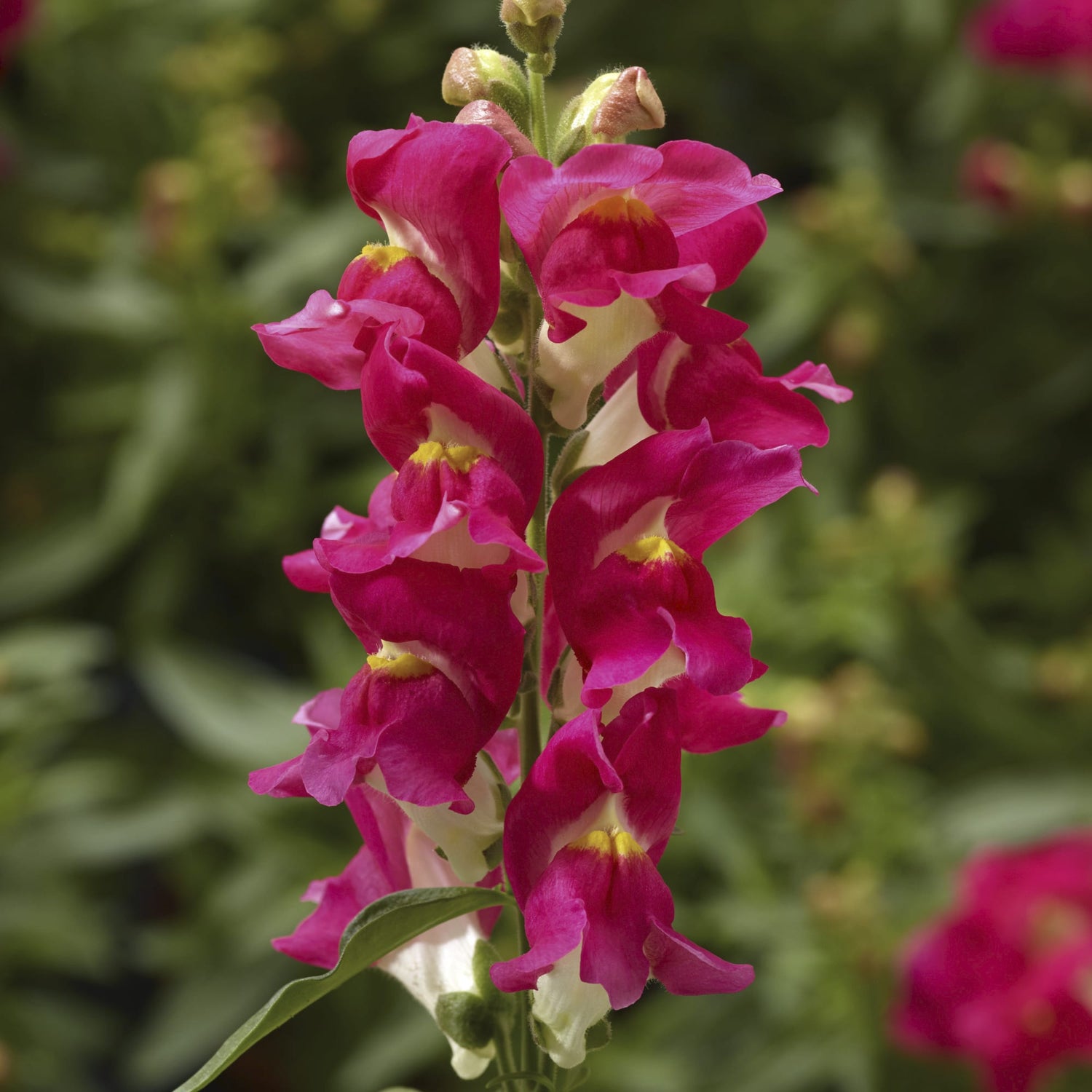 Snapdragon 'Snaptini' Series