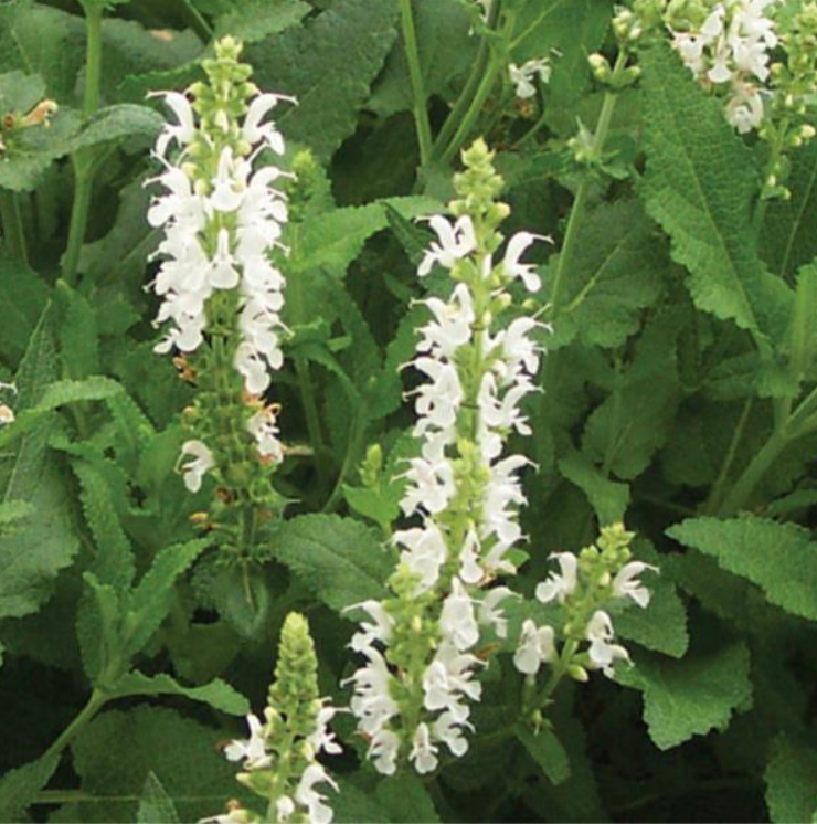 Salvia 'Snow Hill White'