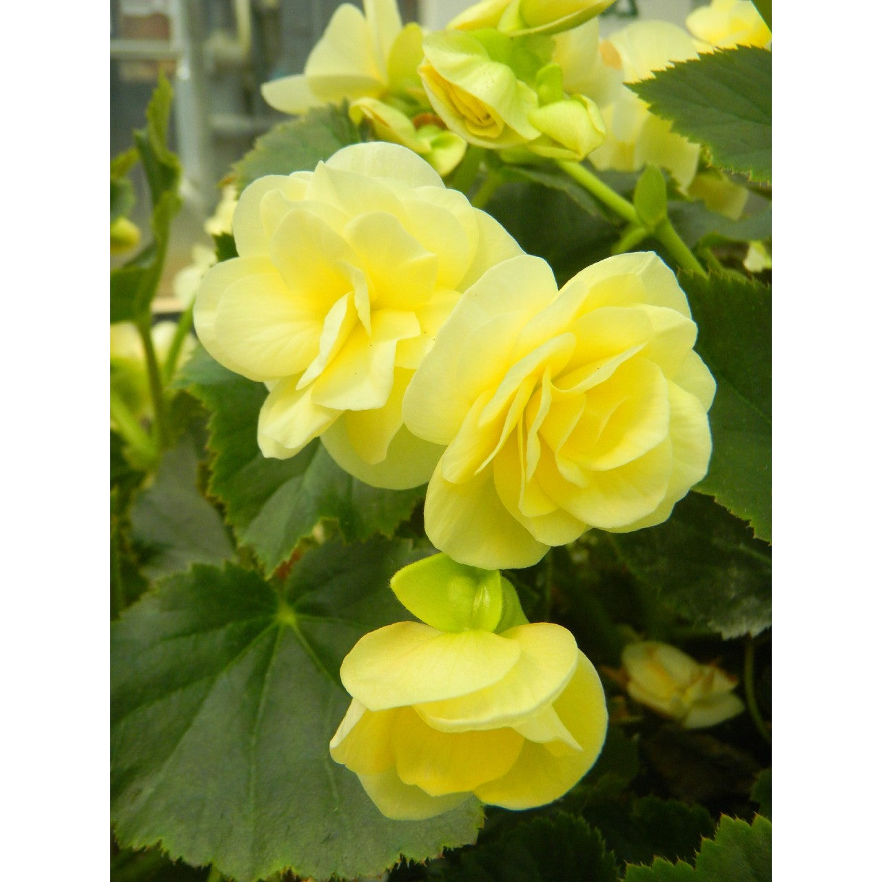 Begonia 'Solenia' Series