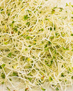 Sandwich Booster Organic Sprouts - West Coast Seeds