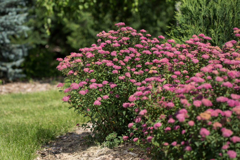 Spirea 'Superstar'
