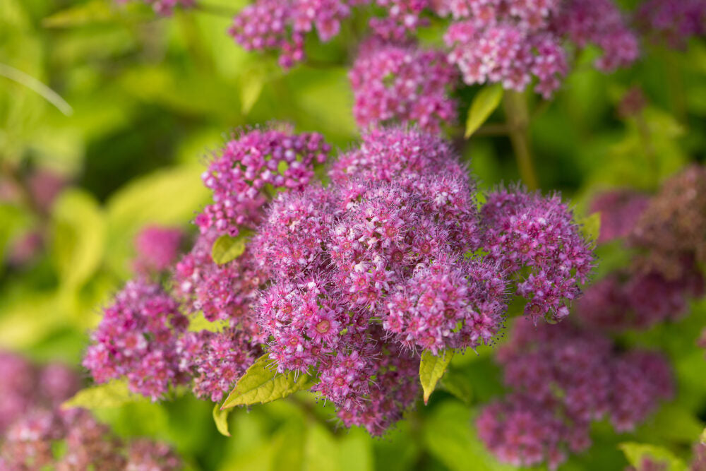 Spirea 'Little Spark'