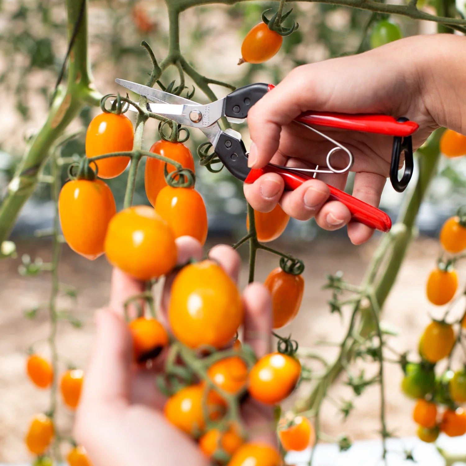 Felco 322 Harvesting Shears w/Steal Handle Sraight