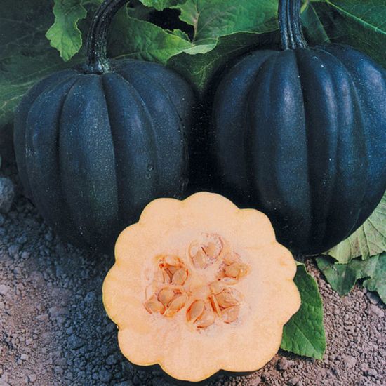 Squash 'Autumn Delight'