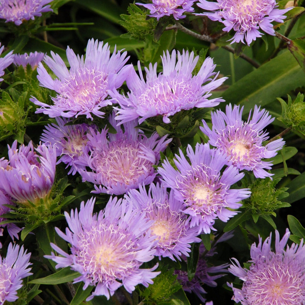 Aster 'Stokes Blue'