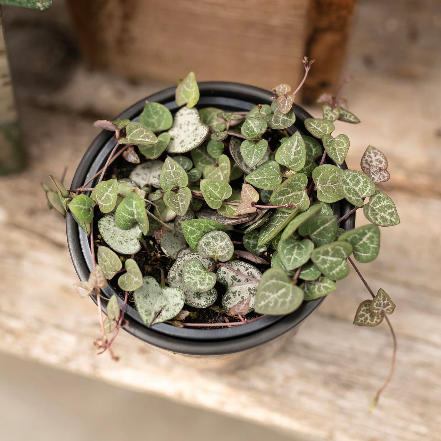 Ceropegia woodii 'String of Hearts'