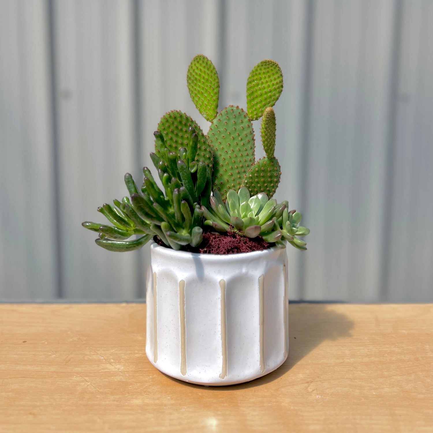 Succulent Oputina